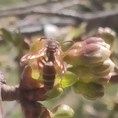 Polistes quadricingulatus