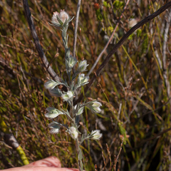 Amphithalea tomentosa
