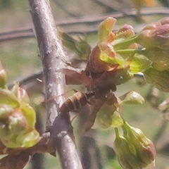 Polistes quadricingulatus