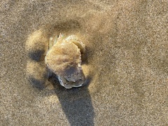 Matuta victor