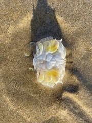 Matuta victor