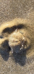 Matuta victor