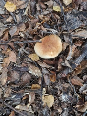 Cortinarius castoreus