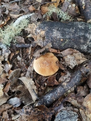 Cortinarius castoreus