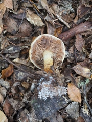 Cortinarius castoreus