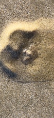 Matuta victor