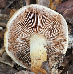 Cortinarius castoreus
