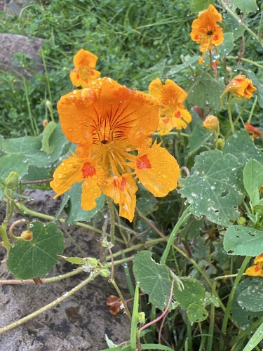 Tropaeolum minus, photograph 4