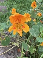 Tropaeolum minus