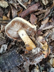 Cortinarius castoreus