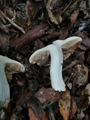 Cortinarius castoreus