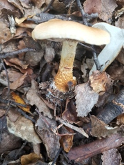 Cortinarius castoreus