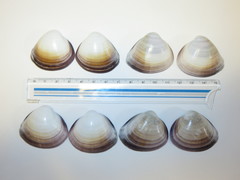 Mactra quadrangularis