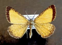 Isturgia limbaria