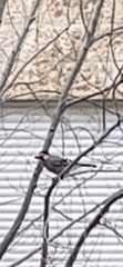 Garrulus glandarius atricapillus