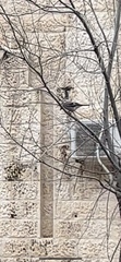 Garrulus glandarius atricapillus