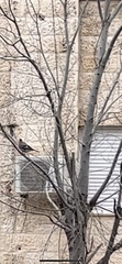 Garrulus glandarius atricapillus