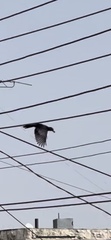 Turdus merula