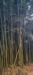 Phyllostachys edulis