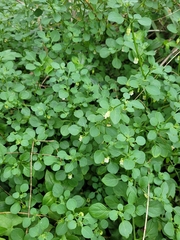 Salpichroa origanifolia