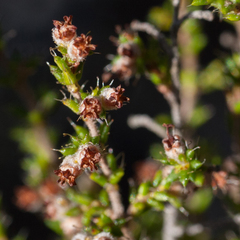 Erica rigidula