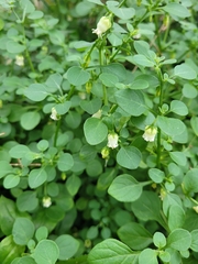 Salpichroa origanifolia