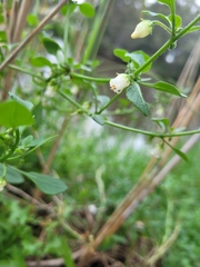 Salpichroa origanifolia