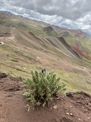 Senecio adenophyllus