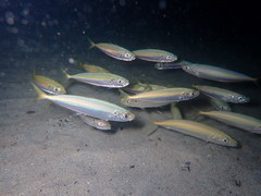 Decapterus punctatus