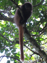 Callicebus nigrifrons