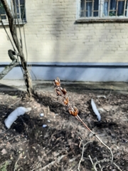 Syringa vulgaris