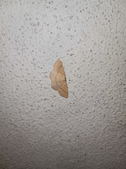 Cyclophora ruficiliaria