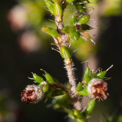 Erica rigidula
