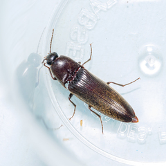 Ochosternus zealandicus