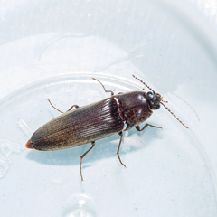Ochosternus zealandicus
