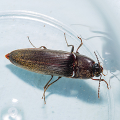 Ochosternus zealandicus