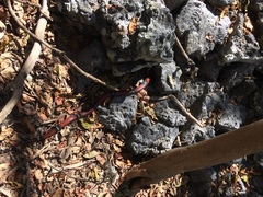 Lampropeltis polyzona