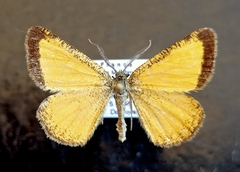 Isturgia limbaria