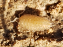 Lucasius pallidus