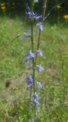 Lobelia gattingeri