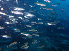 Decapterus punctatus