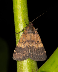 Hydrillodes funestalis