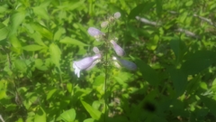 Penstemon
