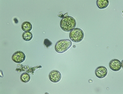 Botrydium granulatum