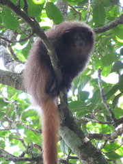 Callicebus nigrifrons