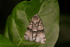 Cycloprora nodyna