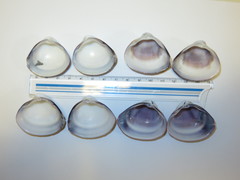 Mactra quadrangularis