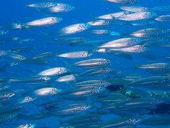 Decapterus punctatus