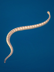 Hydrophis lapemoides