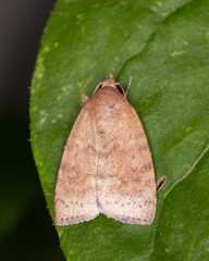 Austrocarea iocephala